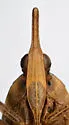 Scolops austrinus - photo 3
