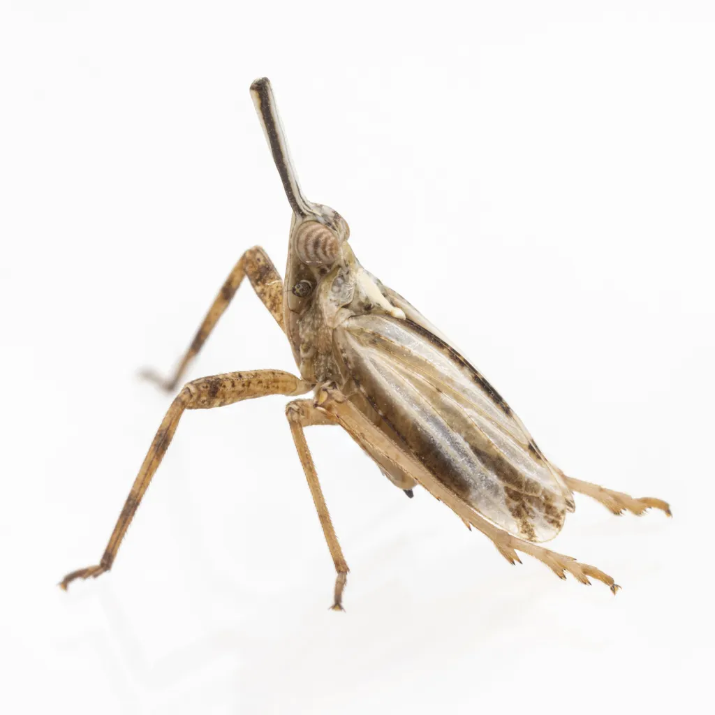 Scolops californicus