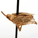 Scolops cockerelli