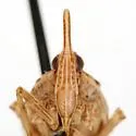 Scolops cockerelli - photo 2