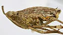Scolops cockerelli - photo 3