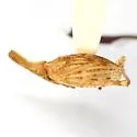 Scolops excultus