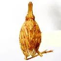 Scolops excultus - photo 2