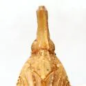 Scolops excultus - photo 3