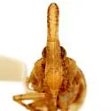 Scolops excultus - photo 4
