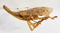 Scolops excultus - photo 5