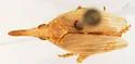 Scolops flavidus - photo 2