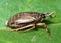 Scolops fumidus