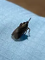 Scolops fumidus - photo 2