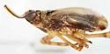 Scolops fumidus - photo 3