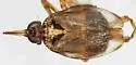 Scolops fumidus - photo 4