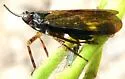 Scolops fumidus - photo 5