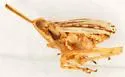 Scolops graphicus