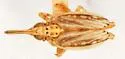 Scolops graphicus - photo 2