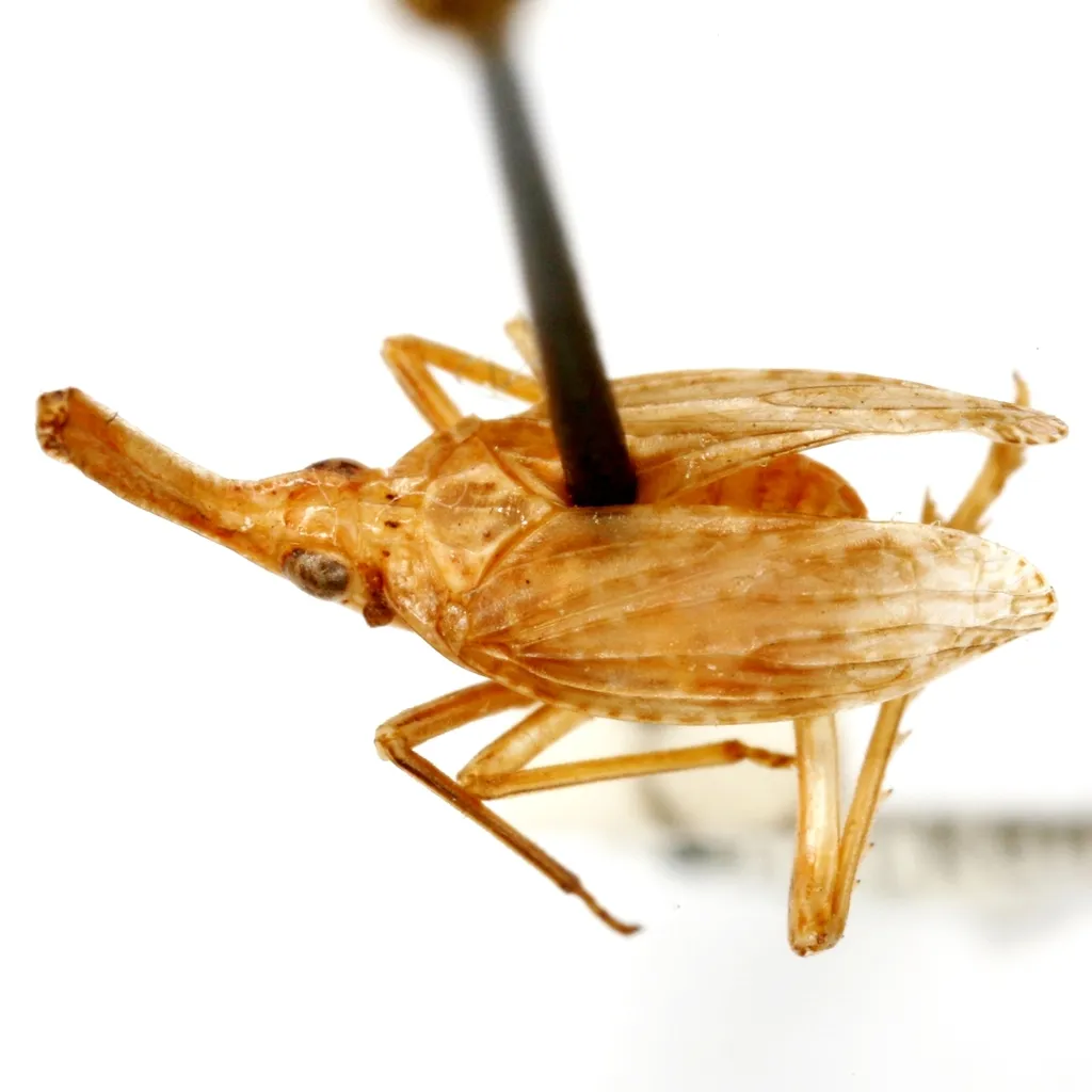 Scolops grossus - photo 2