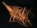 Scolops hesperius - photo 2