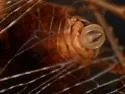 Scolops hesperius - photo 4