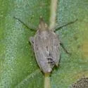 Scolops hesperius - photo 5