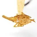Scolops immanis