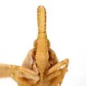 Scolops immanis - photo 3