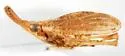 Scolops immanis - photo 4