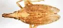 Scolops immanis - photo 5