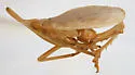 Scolops luridus - Scolops luridus