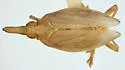 Scolops luridus - photo 2