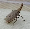 Scolops luridus - photo 4