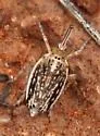 Scolops maculosus