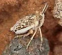 Scolops maculosus - photo 2