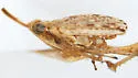 Scolops maculosus - photo 3