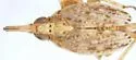 Scolops maculosus - photo 4