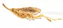 Scolops neomexicanus