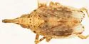 Scolops neomexicanus - photo 2