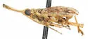 Scolops neomexicanus - photo 4