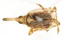 Scolops neomexicanus - photo 5