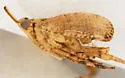 Scolops nicholi