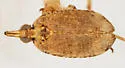 Scolops nicholi - photo 2