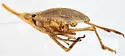 Scolops osborni