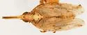Scolops pallidus - photo 2