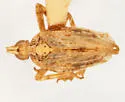 Scolops pallidus - photo 4