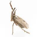 Scolops pallidus - photo 5