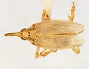 Scolops pruinosus - photo 2