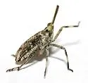 Scolops pungens