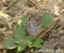 Scolops pungens - photo 2