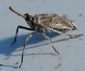 Scolops pungens - photo 3