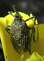 Scolops pungens - photo 4