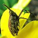 Scolops pungens - photo 5