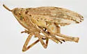 Scolops robustus
